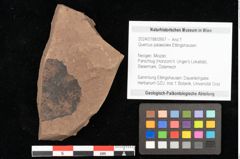Foto (Objekt + Etikett) von Quercus palaeoilex Ettingshausen (NHMW-GEO-2024-0188-0957)